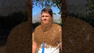 Download lagu Kenapa Lebah Tidak Menyengat Orang Ini? mp3 Download lagu Kenapa Lebah Tidak Menyengat Orang Ini? mp3