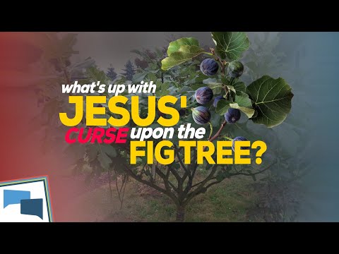 Why did Jesus curse the fig tree?  |  GotQuestions.org