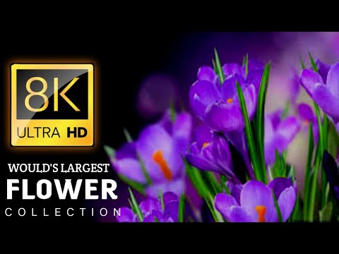 Largest FLOWERS Collection in the World 8K ULTRA HD - with Calming Music