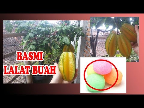 download video viral Cara Mengusir Lalat Buah Dengan Kapur Barus, download Cara Mengusir Lalat Buah Dengan Kapur Barus gratis, unduh video Cara Mengusir Lalat Buah Dengan Kapur Barus