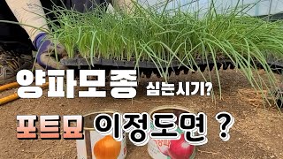 양파모종 심는시기 포트묘 이만큼 자랐어요 양파정식