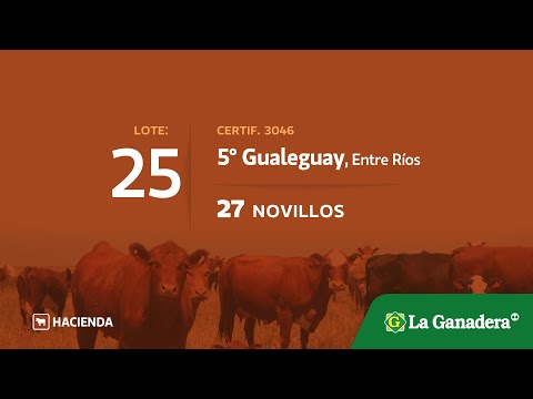 Lote Novillos en 5° Gualeguay
