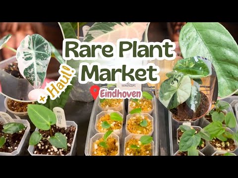 Rare Plant Market in Eindhoven + Plant Haul 🌿