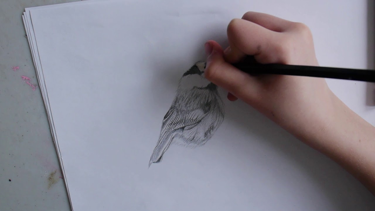 chickadee bird drawing