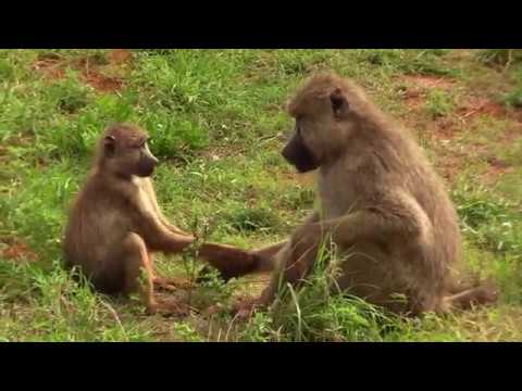 Video Tsavo West