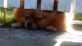 preview picture of video 'Ruby the Pomeranian is sad'