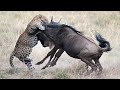 Battle Between Leopard Vs Wildebeest