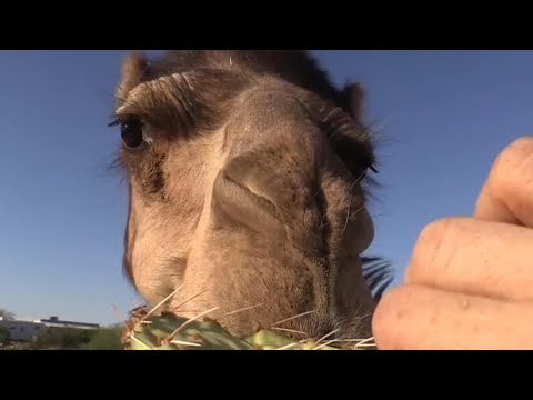 Ecco Perché i Cammelli 🐪 Riescono a Mangiare i Cactus 🌵 (Senza Farsi Male!)