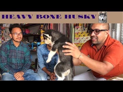 download lagu mp3 mp4 Cost Of Husky Puppy In India, download lagu Cost Of Husky Puppy In India gratis, unduh video klip Cost Of Husky Puppy In India
