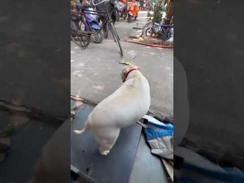 When my dog saw a Frooti |