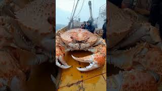 Crazy Fishermen Catch - A Big Crab