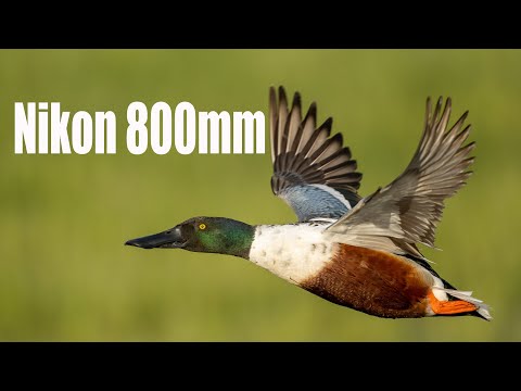 Nikon 800mm PF Test mit Willi Rolfes und Stephan Wiesner