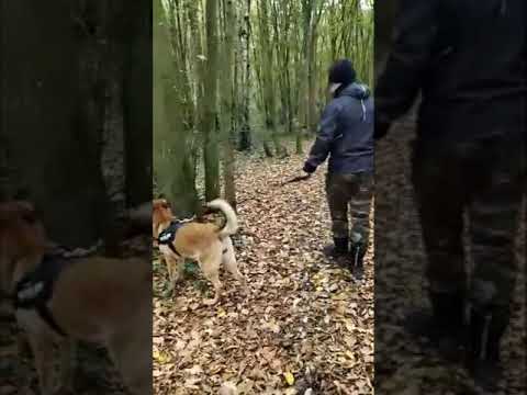 balade malinois 8mois ❤