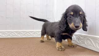 ミニチュアダックスの動画01