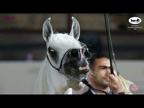 N 183 ELISA   Katara Int  Arabian Peninsula Horse Show 2022   Mares 11 Years Old and Over Class 9
