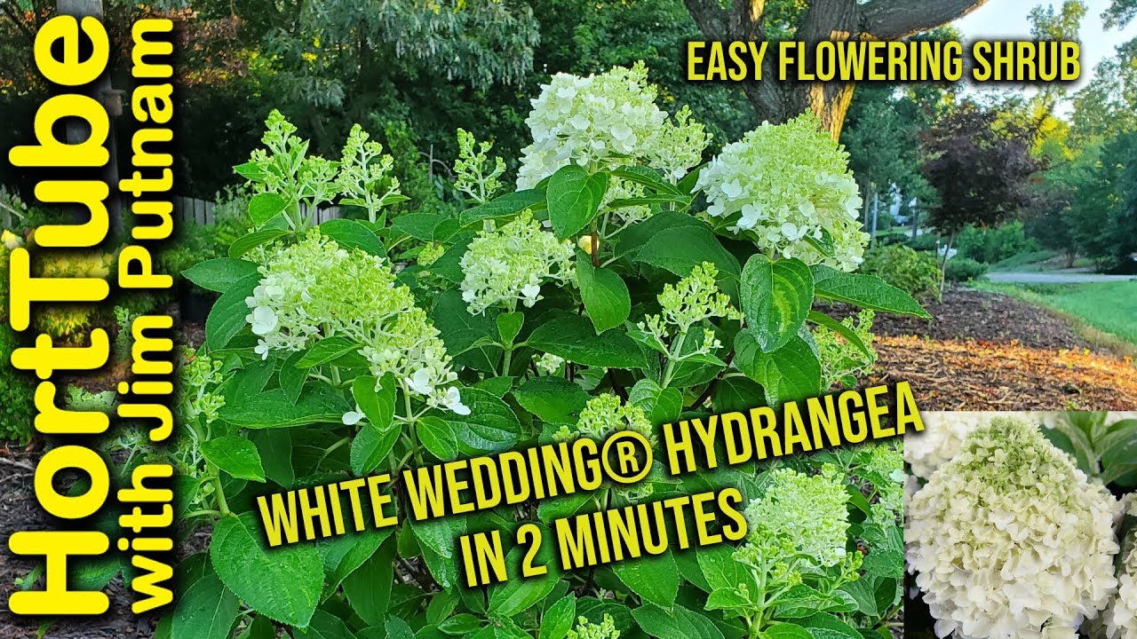 Where to Buy White Wedding Hydrangea