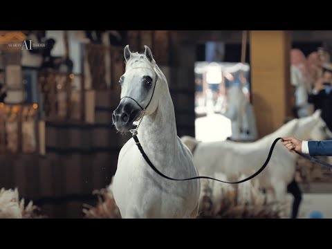 ⚡ NHAAR AL NASSER ⚡⁣ Bronze Champion Senior Stallion⁣, 2022 KIAHF ARABIAN PENINSULA SHOW