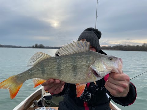 Großbarsch an der Legalizer XS Prototyp Rute