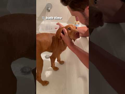 Bath time with dad 👨🏻🐶🧡 #shorts #shortsfeed #vizsla #puppyvideos #puppy #dog