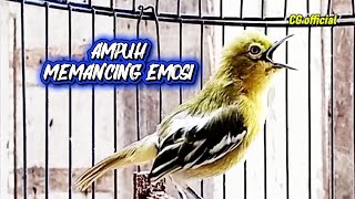 Download lagu SIRTU GACOR FIGHTER AMPUH MEMANCING EMOSI LAWAN @cipowgacorofficial7418 mp3