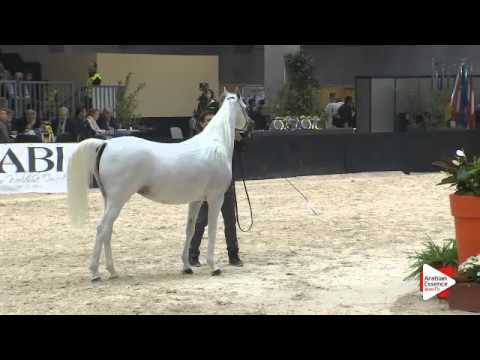 N.196 F.M. GLORIAA - Verona 2015 - Mares 7-9 years old (Class 8)