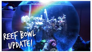 Re-Aquascape Reef in a Bowl! Reef Bowl Update February 2020