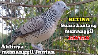 Download lagu Perkutut Betina Memanggil Jantan - Suara Lantang Memanggil Jantan mp3