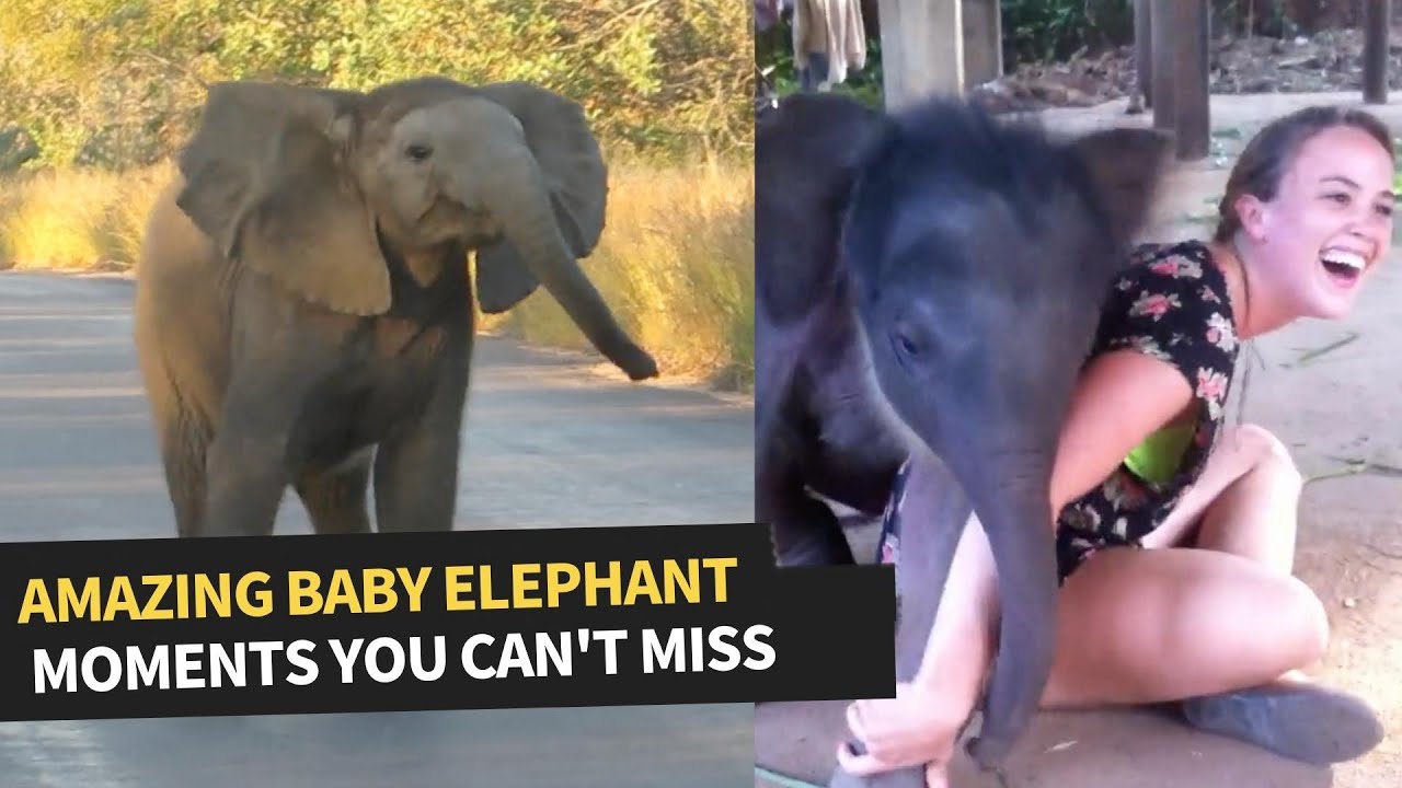 Rare Elephant Sightings Caught on Camera