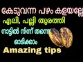 ചീത്ത പഴം കളയല്ലേ എലിയെല്ലാം ഇനി തല തെറിച്ചോടും