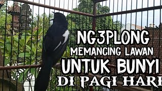 Download lagu NGEPLONG Awalan memancing kacer lawan di pagi hari, kacer apasaja langsung nyaut, ampuh! mp3