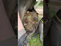 Taking Off The Horseshoe Satisfying Shorts Farrier Asmr Oddlysatisfying