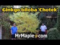 Ginkgo biloba 'Chotek' Ginkgo Tree | Collectors Corner | Rare Ginkgo In the Cox Arboretum & Gardens