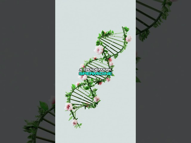 Helaina effera Functional Foods at SupplySide Global 2025