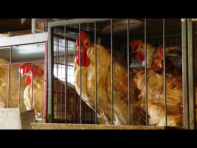 В селе Савватеевка открылось новое фермерское хозяйство