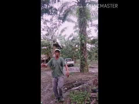 Boneka cantik dari india.. berhibur dulu boskuu.. 😅