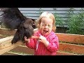 Chicken Chasing Children King Of Garden Funny Babies And Pets