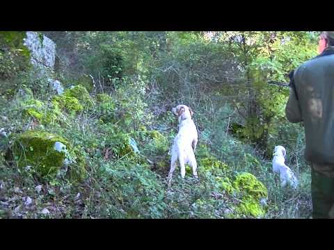 Caccia alla Beccaccia in Sicilia con Roky ep. 2