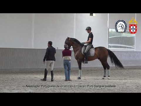 220902 6 Proj Ensino APSL&FEP - João Embaixador com Lancelote do Monte