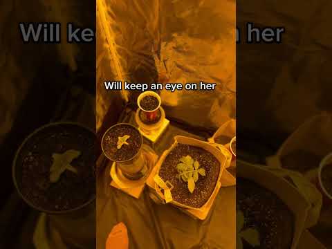 Week2 of veg day 2 of feeding with Nutrients #cannabiseducation #fyp #grow #gardening #howto #trend