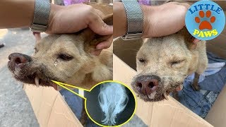 Rescue a Stray Dog with Wire Sew On Both Sides His Mouth, Now He's Safe Forever.