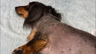 手術頑張ったネルくんへのプレゼント決めよう会議🐶| 作業や勉強、睡眠のおともに | 犬のいる暮らし