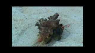 Punta Tierra Blanca Beach Resort   =   Brgy. Gatasan Catanauan Quezon