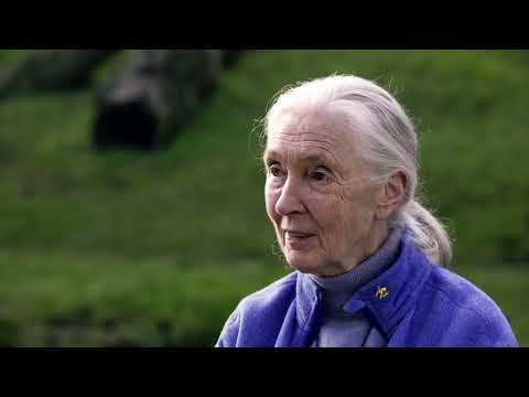 Jane Goodall's Reasons for Hope