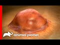 Young Girl Survives Bubonic Plague Monsters Inside Me Animal Planet