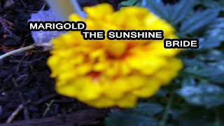 Marigold Flower Folklore &amp; Legend