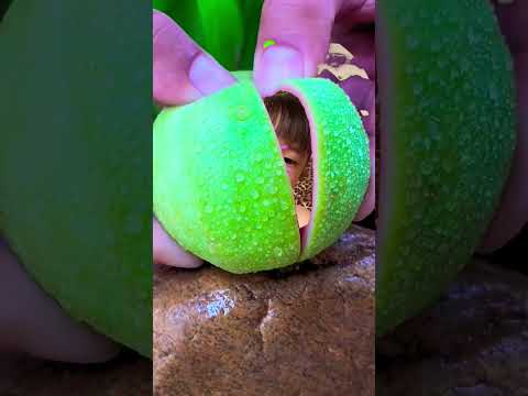 Cúc ààà...hahaha lại là bé nè #shortsvideo #babyvideos #youtubeshorts