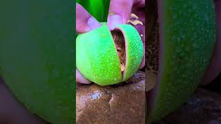 Cúc ààà...hahaha lại là bé nè #shortsvideo #babyvideos #youtubeshorts