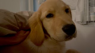 Dogs make their owners super healthy