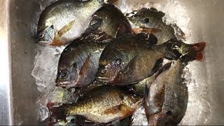 Catch and Cook : Bluegill (Bream) and Sunfish ! COOKING Recipe!