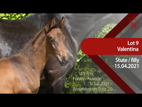 "Westfalen on Tour 2.0"-Auktion - Lot 9 Valentina v. Viva Gold - Fürst Heinrich